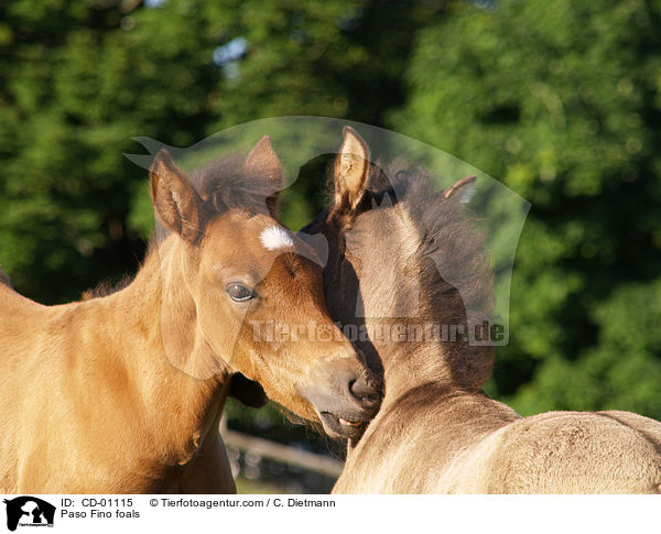Paso Fino foals / CD-01115