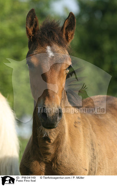 Paso Fino foal / PM-04149