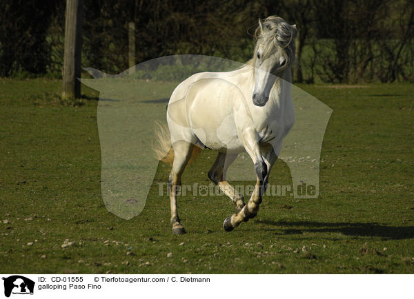 galloping Paso Fino / CD-01555