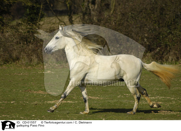 galloping Paso Fino / CD-01557