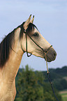 Paso Fino Portrait