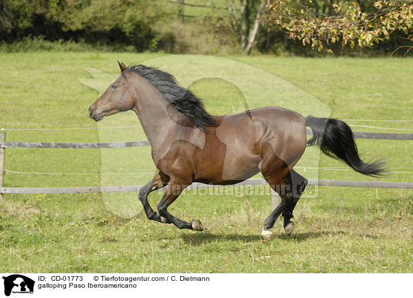 galloping Paso Iberoamericano / CD-01773