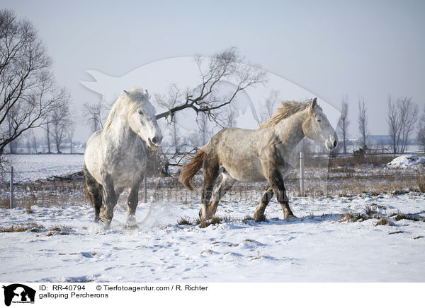 galloping Percherons / RR-40794