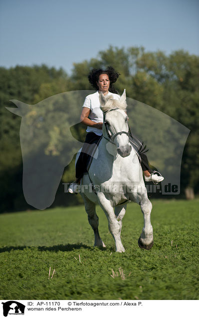 woman rides Percheron / AP-11170