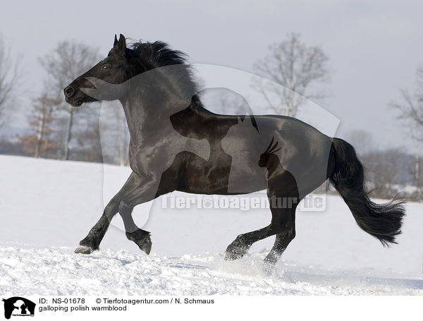 galloping polish warmblood / NS-01678