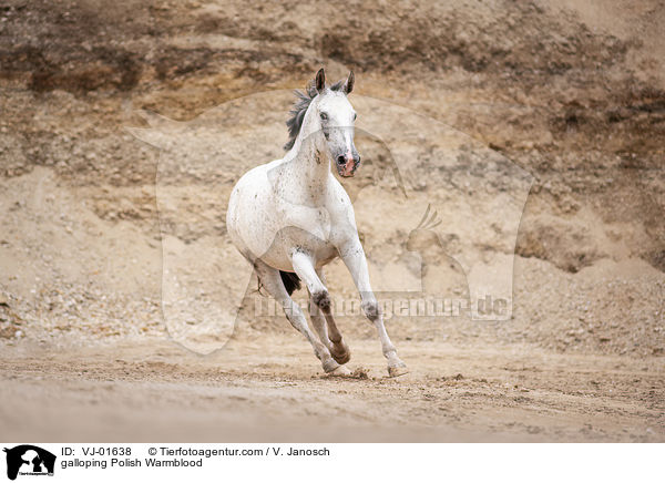 galloping Polish Warmblood / VJ-01638