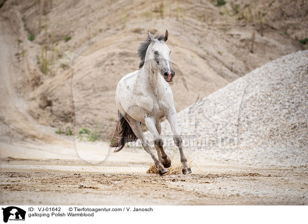 galloping Polish Warmblood / VJ-01642