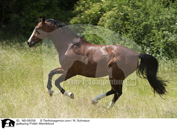 galloping Polish Warmblood / NS-06058