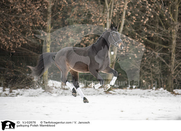 galloping Polish Warmblood / VJ-02676