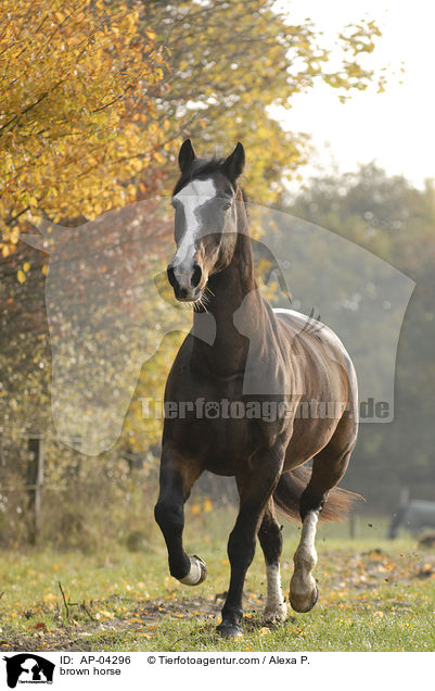 Argentinisches Polopferd / brown horse / AP-04296