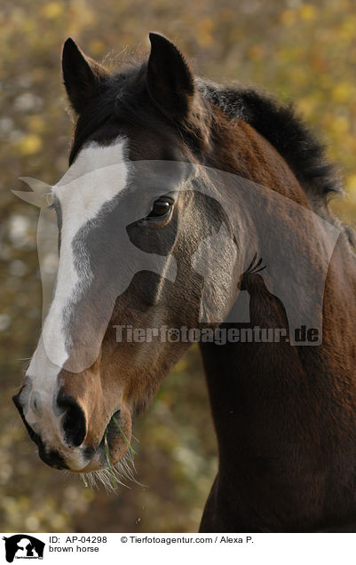 Argentinisches Polopferd / brown horse / AP-04298
