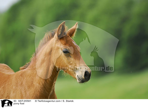 pony foal / SST-05581
