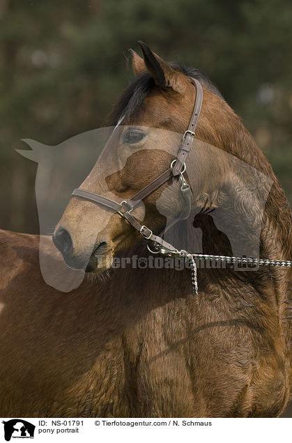 Pony-Mix Portrait / pony portrait / NS-01791