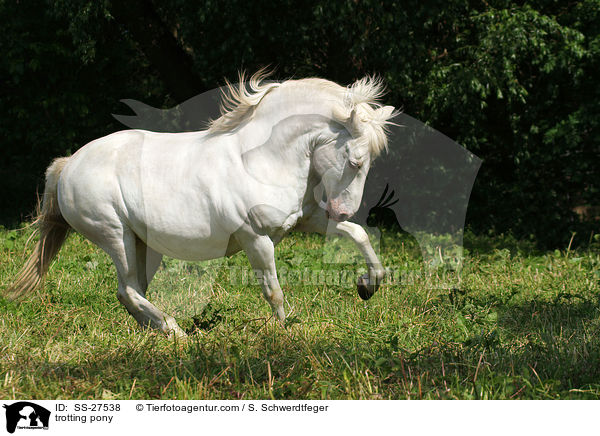trotting pony / SS-27538