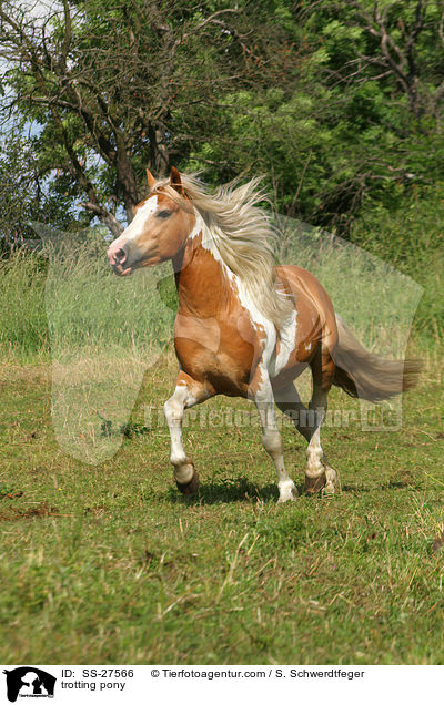 trotting pony / SS-27566