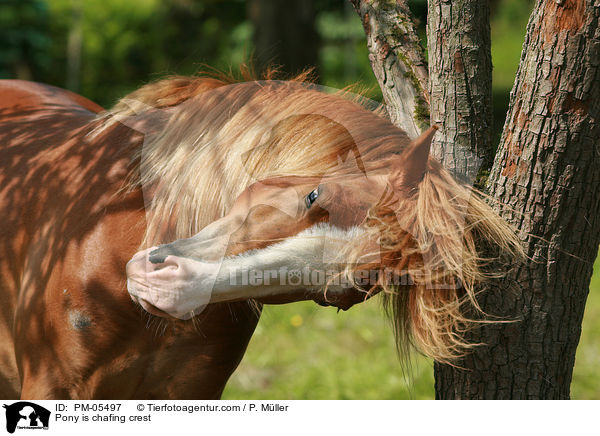 Pony scheuert Mhne / Pony is chafing crest / PM-05497