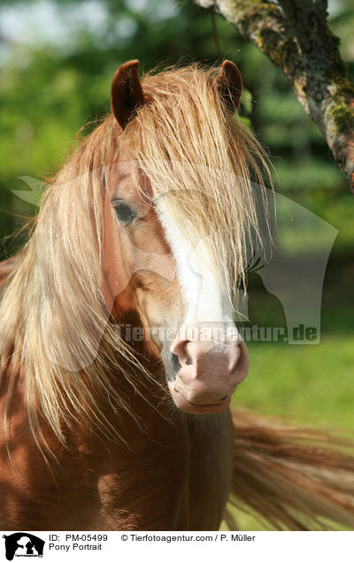 Pony Portrait / PM-05499