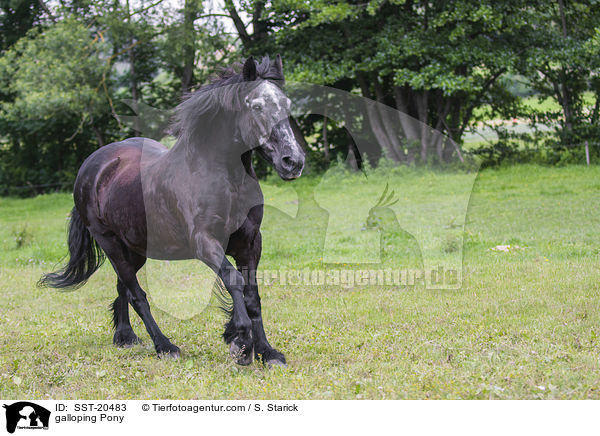 galloping Pony / SST-20483
