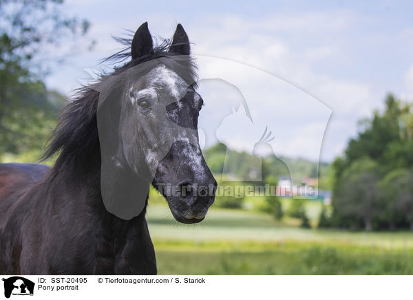 Pony portrait / SST-20495