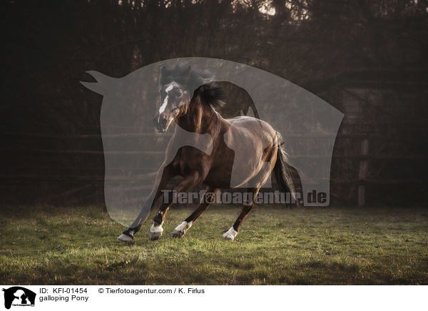 galloping Pony / KFI-01454