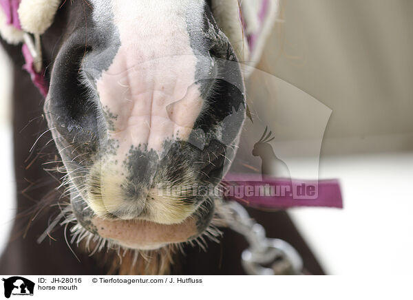 horse mouth / JH-28016