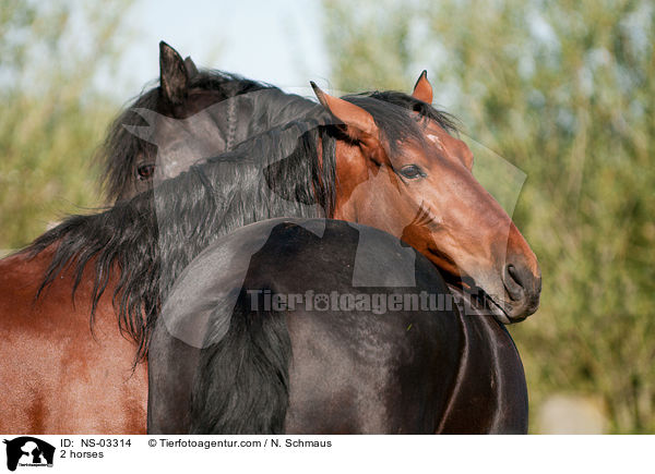 2 horses / NS-03314
