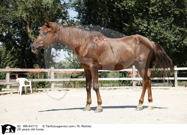 28 jhriges Pferd / 28 years old horse / RR-44713