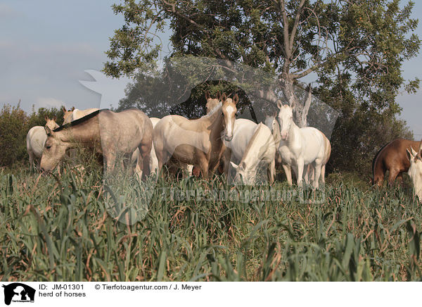 herd of horses / JM-01301