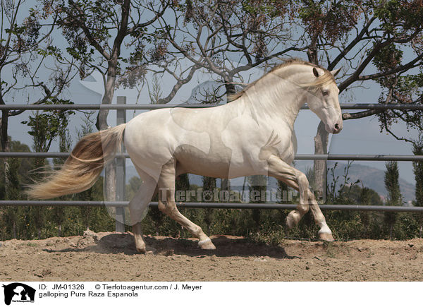 galloping Pura Raza Espanola / JM-01326