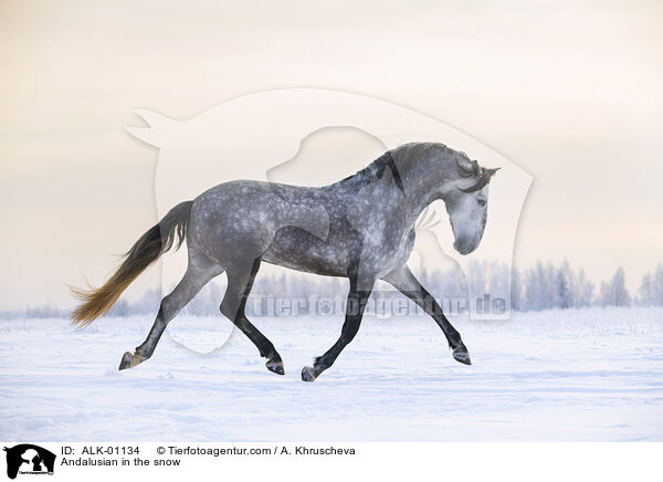 Andalusian in the snow / ALK-01134