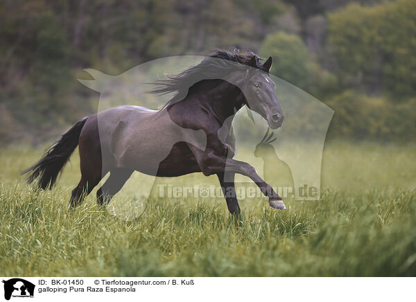 galloping Pura Raza Espanola / BK-01450