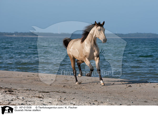 Quarab Horse stallion / KF-01508