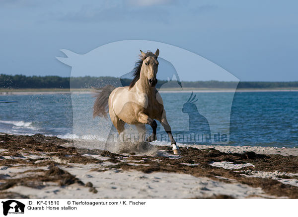 Quarab Horse stallion / KF-01510