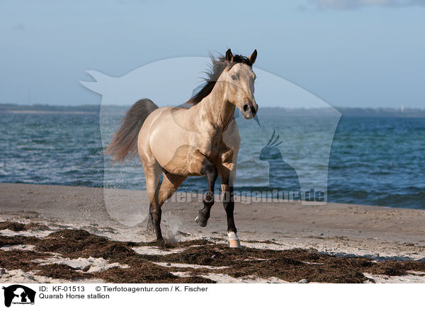 Quarab Horse stallion / KF-01513