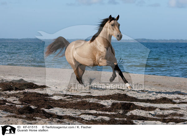 Quarab Horse stallion / KF-01515