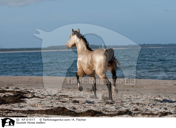 Quarab Horse stallion / KF-01517