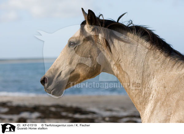 Quarab Horse stallion / KF-01519