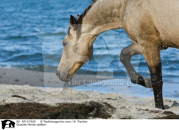 Quarab Horse stallion / KF-01520