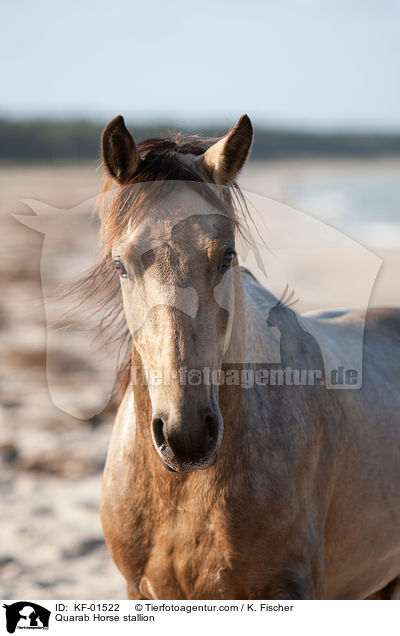 Quarab Horse stallion / KF-01522