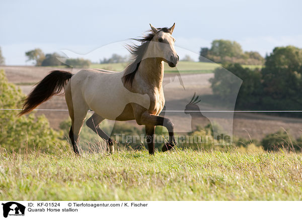 Quarab Horse stallion / KF-01524
