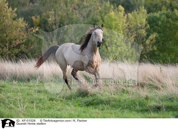 Quarab Horse stallion / KF-01528