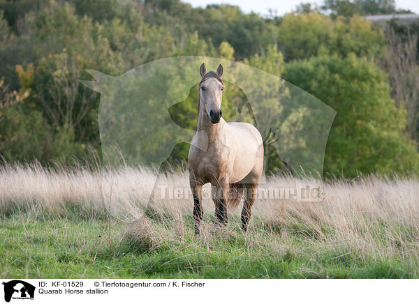 Quarab Horse stallion / KF-01529