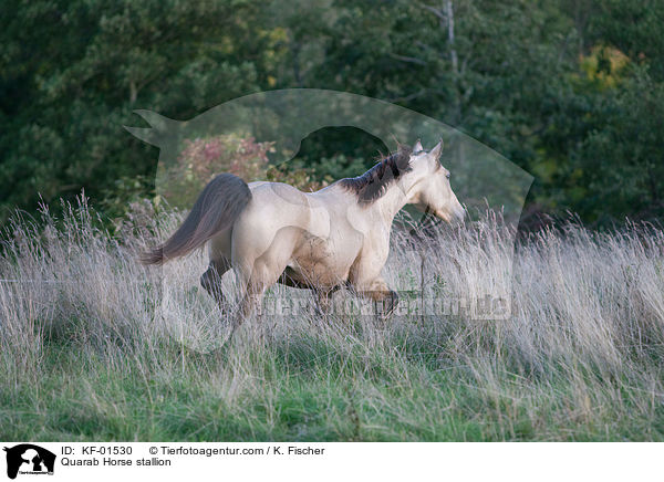 Quarab Horse stallion / KF-01530