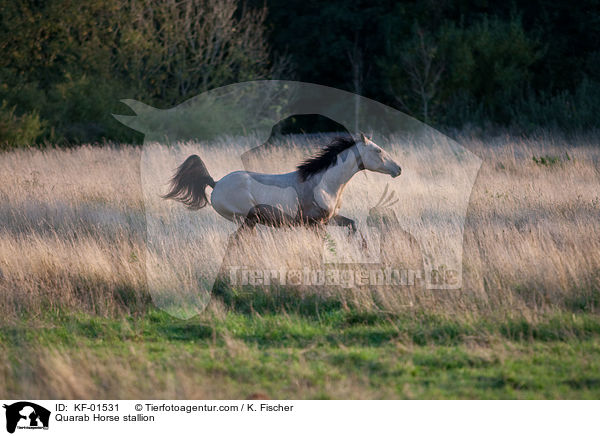 Quarab Horse stallion / KF-01531
