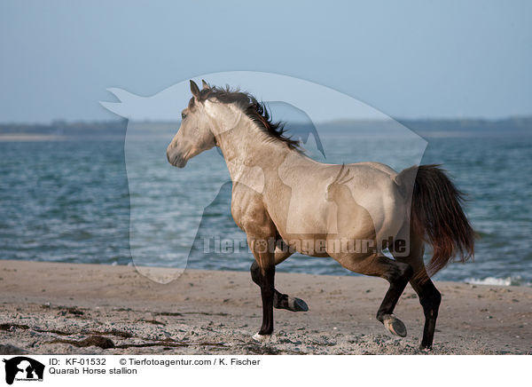 Quarab Horse stallion / KF-01532