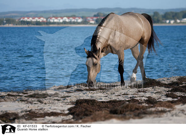 Quarab Horse stallion / KF-01533