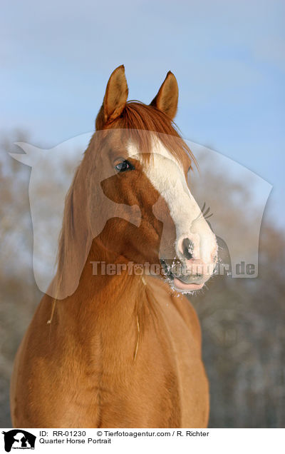 Quarter Horse Portrait / RR-01230