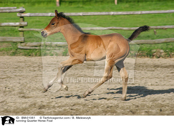 running Quarter Horse Foal / BM-01061
