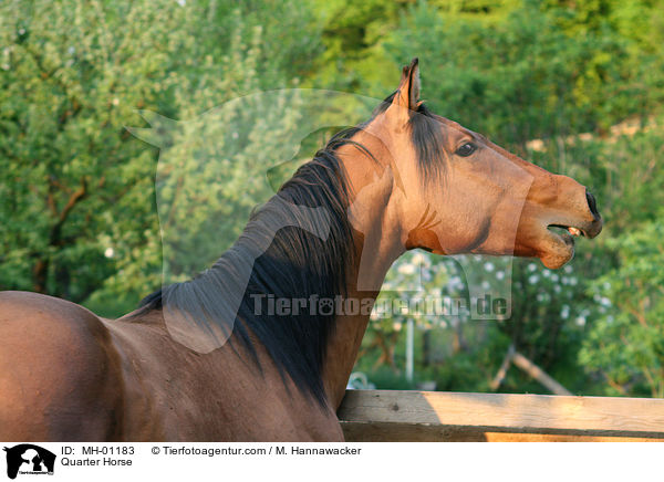Quarter Horse / Quarter Horse / MH-01183