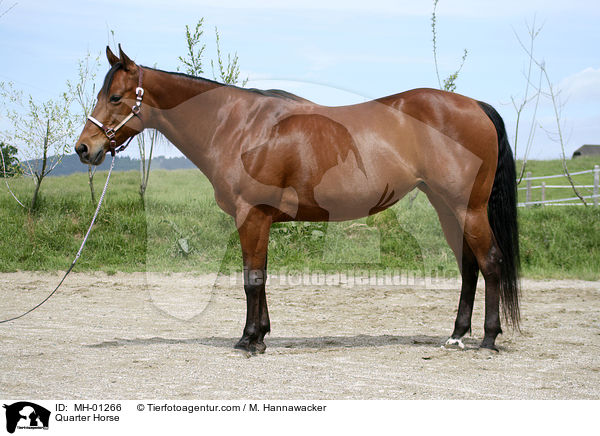 Quarter Horse / MH-01266